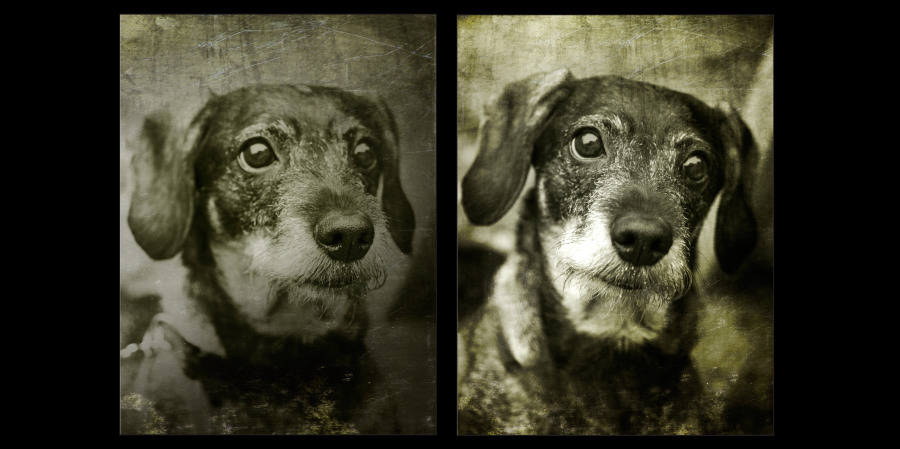 Picture of a dog anno year 1920