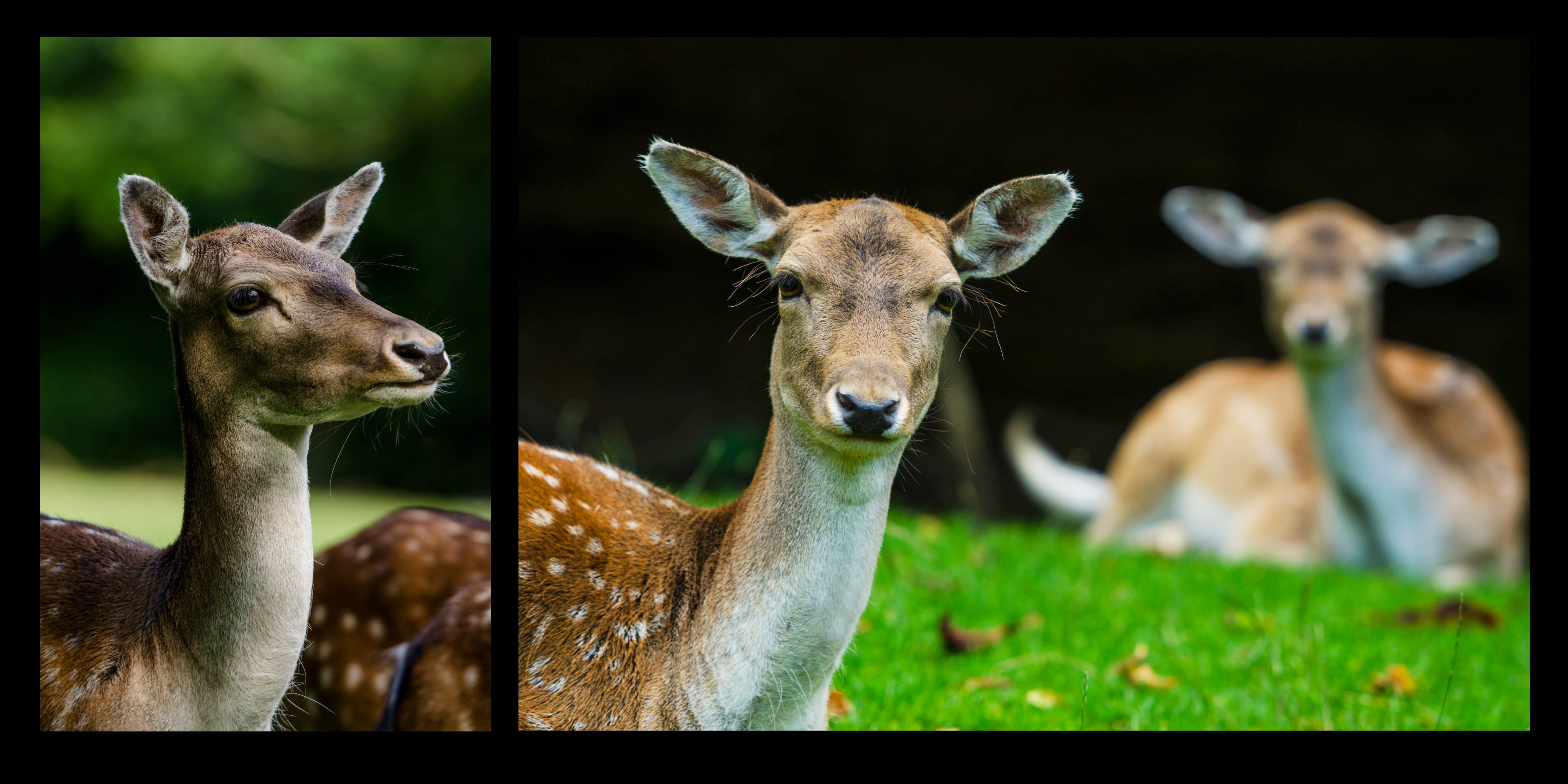 Deers