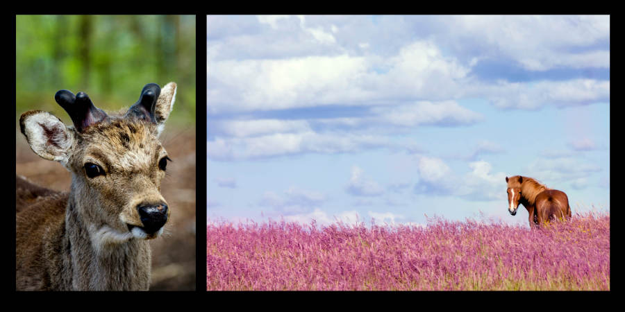 Animals i Denmark