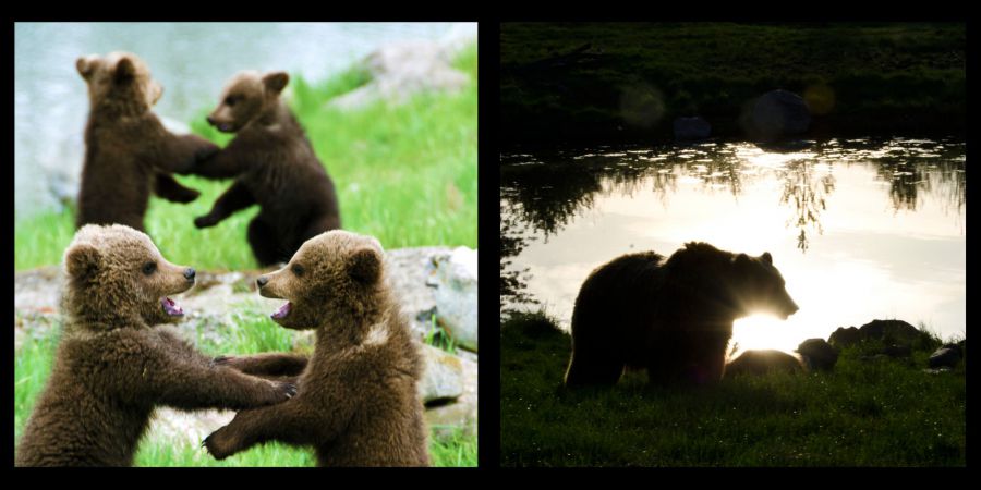 Brown Bear, Bear Cub, Animal, Four Animals, Young Animal, Outdoors, Close-up, Offspring, Animals In The Wild, Bear, Day, Meadow, Wildlife, Brown, Animal Themes, Quadruplet, Grass, Color Image, Playful, Animal Hair, Animals And Pets