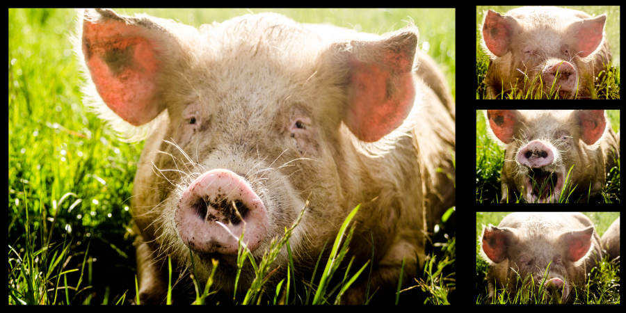 Pig, Pork, Farm, Pigpen, Happiness, Mud, Low Angle View, Snout, Outdoors, Close-up, Animal Themes, Agriculture, Farming Themes, Outdoor Reared Pig, Outdoor Reared Pork, Organic Pork, Responsible Farming, Agricultura Themes, Portrait Of A Pig, Ethical Farming, Outdoor Reared, Pig Portrait, Color Image, Rural Scene, Mammal, blue sky, pig farming, Sustainable Farming, Food And Drink, Animals And Pets, Industry, Safety, Relaxation