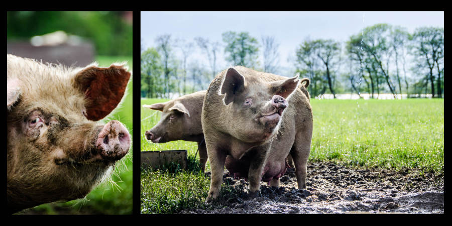 Pig, Pork, Farm, Pigpen, Happiness, Mud, Low Angle View, Snout, Outdoors, Close-up, Animal Themes, Agriculture, Farming Themes, Outdoor Reared Pig, Outdoor Reared Pork, Organic Pork, Responsible Farming, Agricultura Themes, Portrait Of A Pig, Ethical Farming, Outdoor Reared, Pig Portrait, Color Image, Rural Scene, Mammal, blue sky, pig farming, Sustainable Farming, Food And Drink, Animals And Pets, Industry, Safety, Relaxation