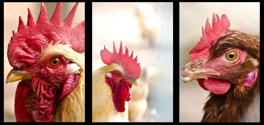 Angry Birds, Hen, MAllorca, 