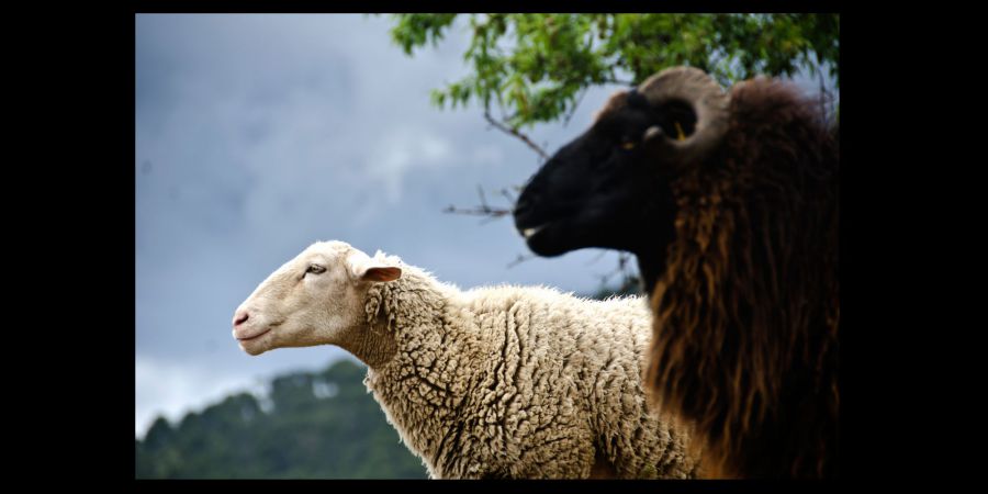 Sheeps, holy, animal, mallorca